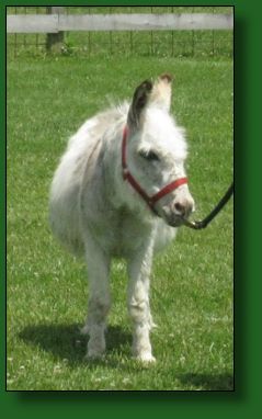 GJR Little Red Hairy